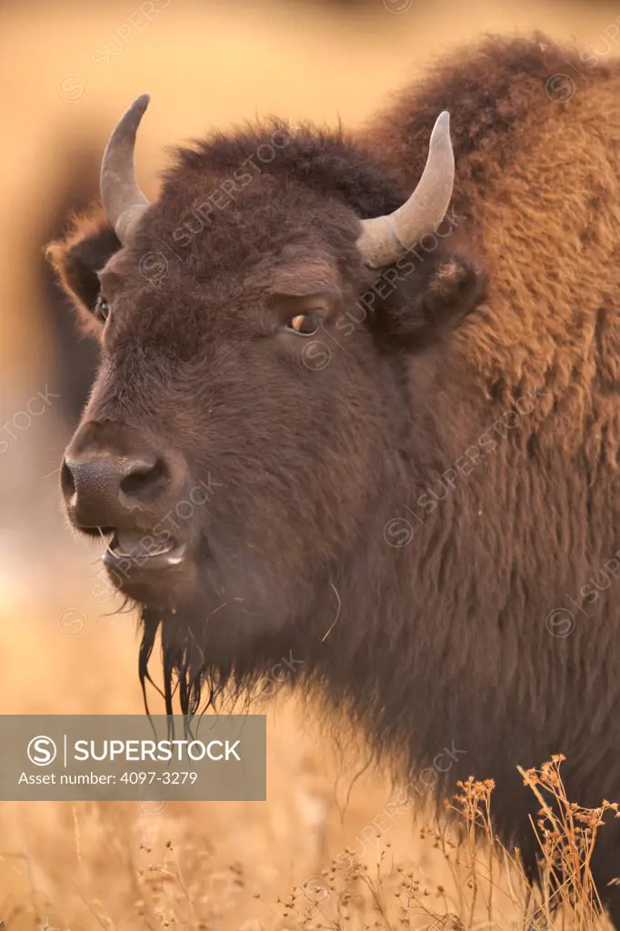 Close-up of an American bison (Bison bison) , Hayden Valley, Yellowstone National Park, Wyoming, USA