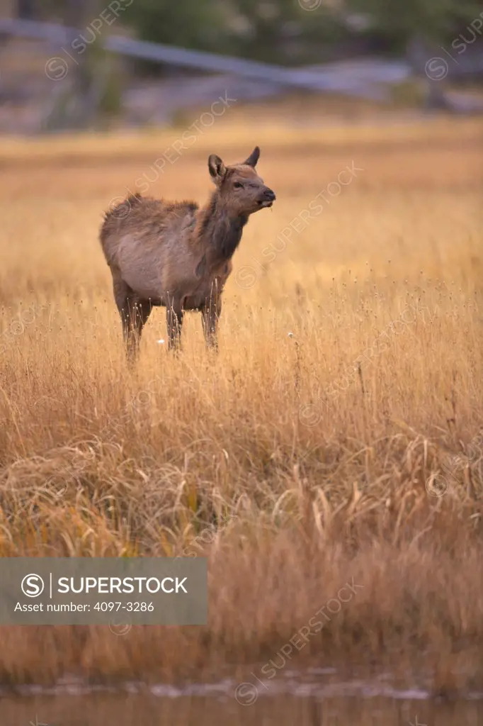 Female elk (Cervus elaphus) grazing in a field, Yellowstone National Park, Wyoming, USA