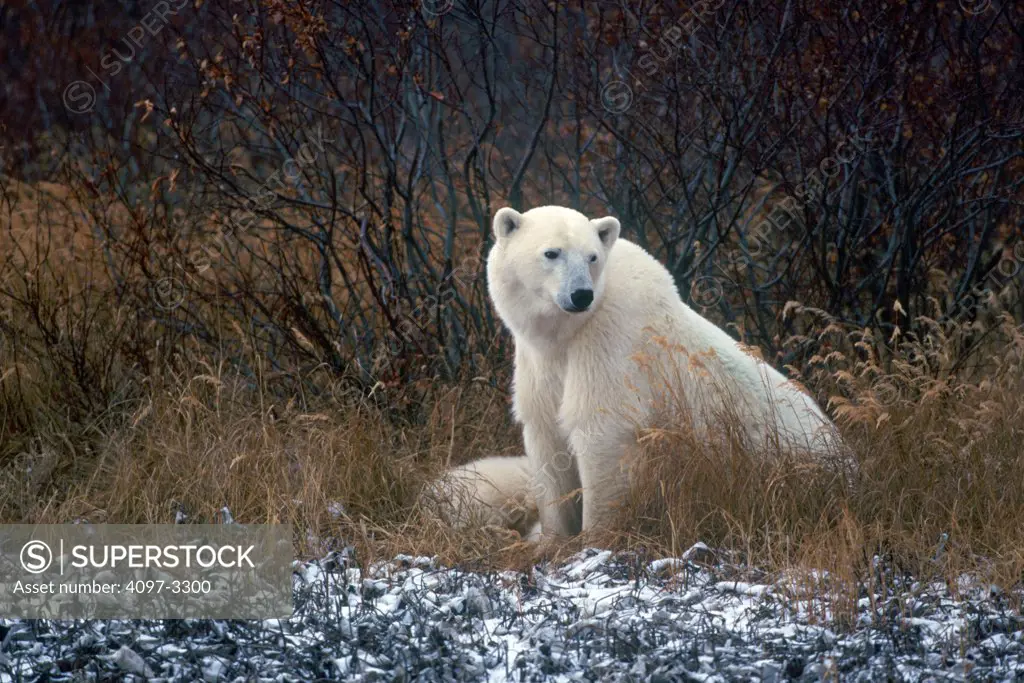 Polar Bear (Ursus maritimus) in a forest, Churchill, Hudson Bay, Manitoba, Canada