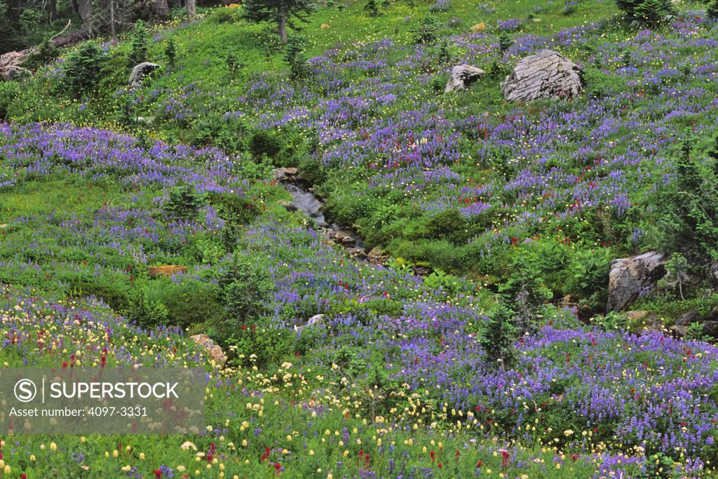 Wildflowers blooming in a field, Mt Rainier National Park, Washington State, USA