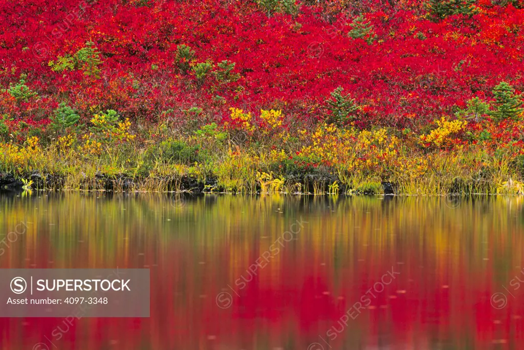 Reflection of autumn trees in the lake, Reflection Lake, Mt Rainier National Park, Washington State, USA