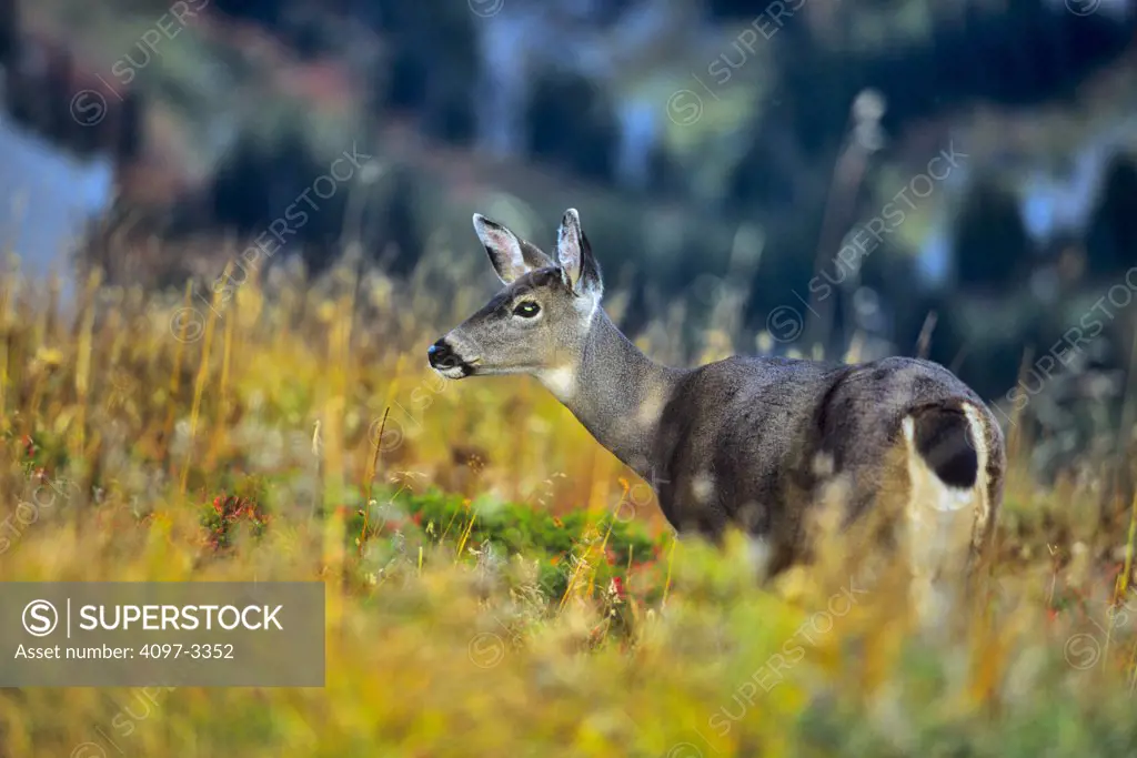 Close-up of a Mule deer (Odocoileus hemionus columbianus), Mt Rainier National Park, Washington State, USA