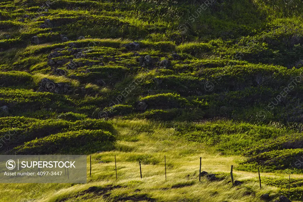 Wooden fence in a field, Maui, Hawaii, USA