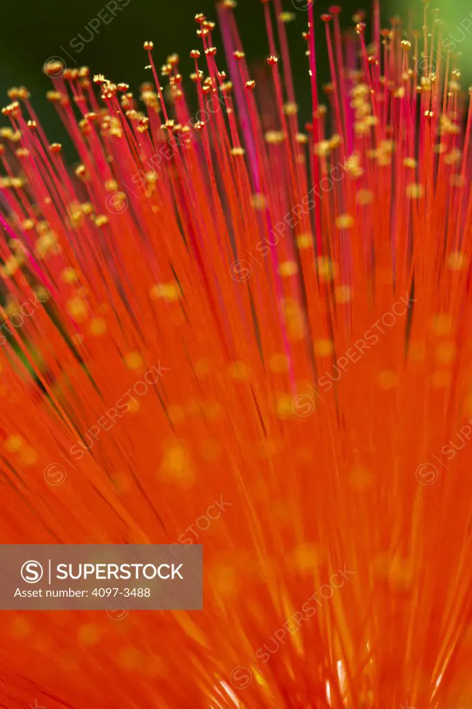 Close-up of an Ohia lehua (Metrosideros polymorpha) flower
