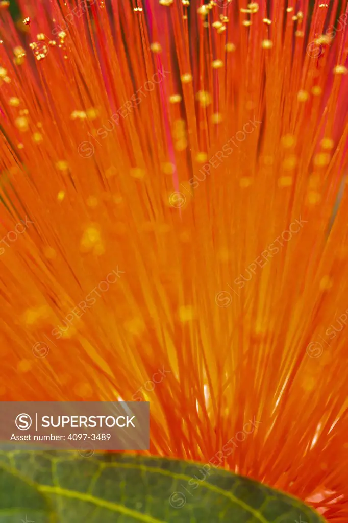 Close-up of an Ohia lehua (Metrosideros polymorpha) flower