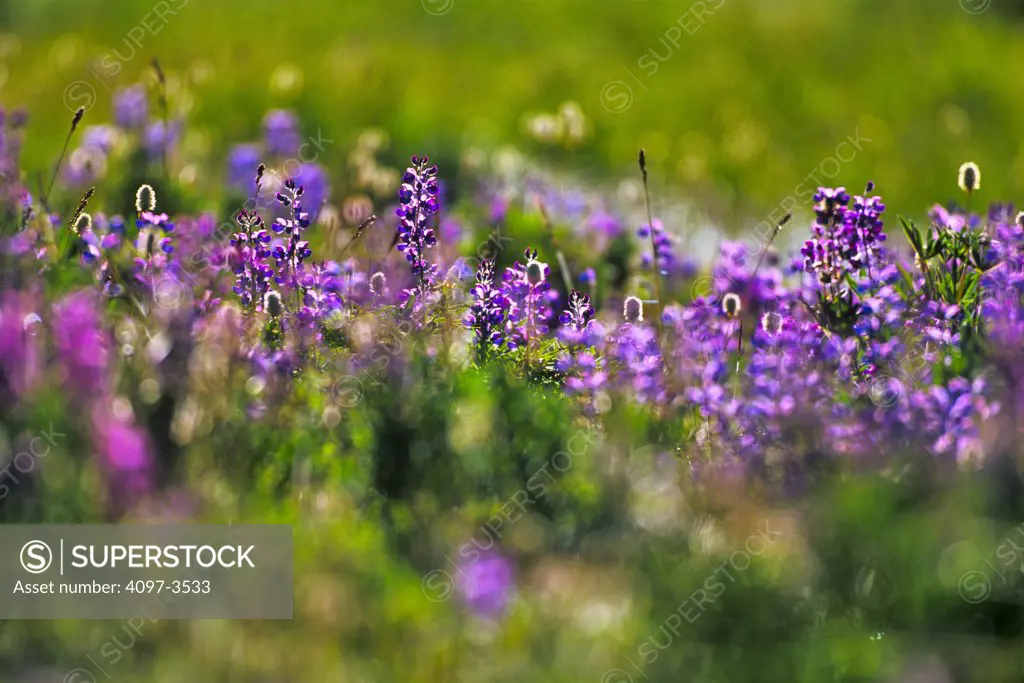Close-up of Lupine flowers in bloom, Olympic National Park, Washington State, USA