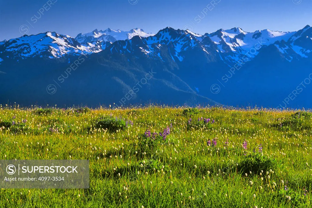 Wildflowers blooming in front of mountains, Hurricane Ridge, Olympic National Park, Washington State, USA