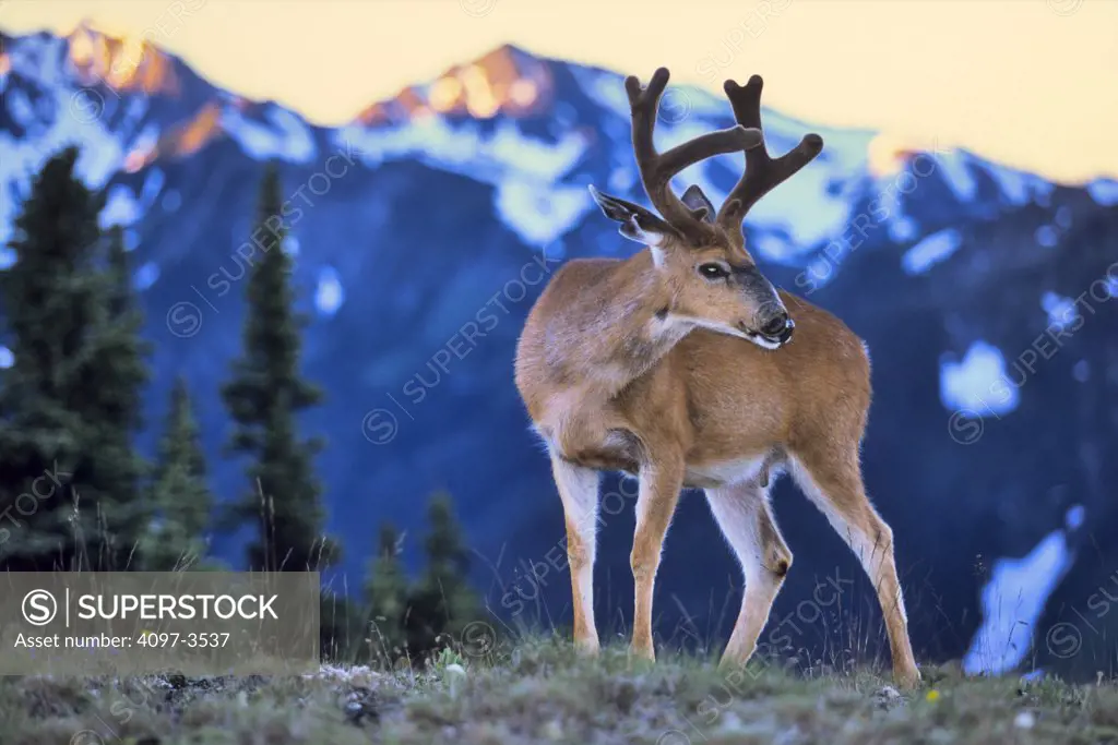 Mule deer (Odocoileus hemionus) standing in a field, Olympic National Park, Washington State, USA