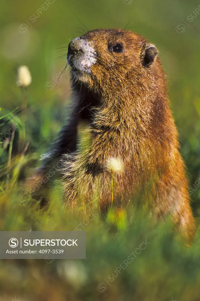 Olympic marmot (Marmota Olympus) in grass, Olympic National Park, Washington State, USA