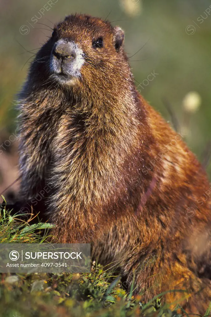 Olympic marmot (Marmota Olympus) in grass, Olympic National Park, Washington State, USA