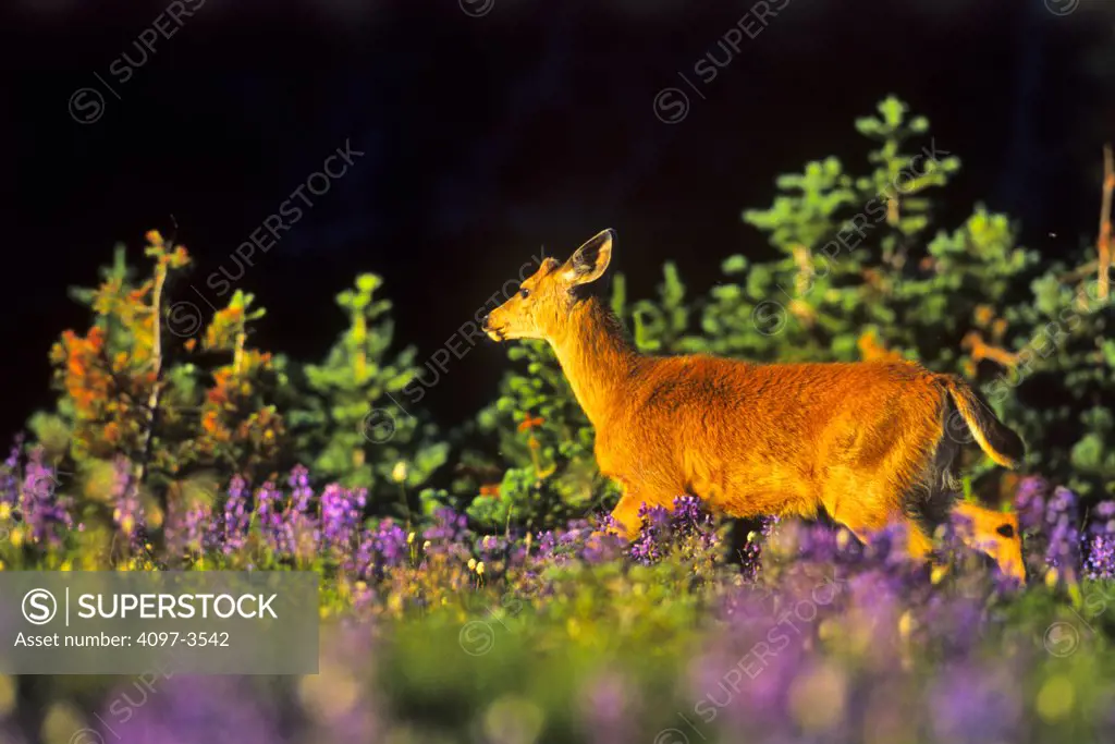 Mule deer (Odocoileus hemionus) standing in a field, Olympic National Park, Washington State, USA
