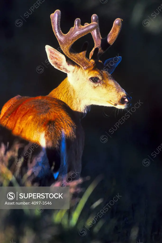 Rear view of a Mule deer (Odocoileus hemionus), Olympic National Park, Washington State, USA
