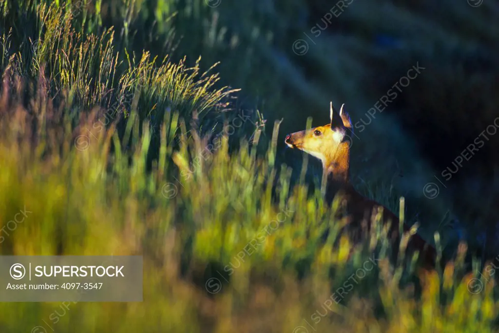 Mule deer (Odocoileus hemionus) in a field, Olympic National Park, Washington State, USA