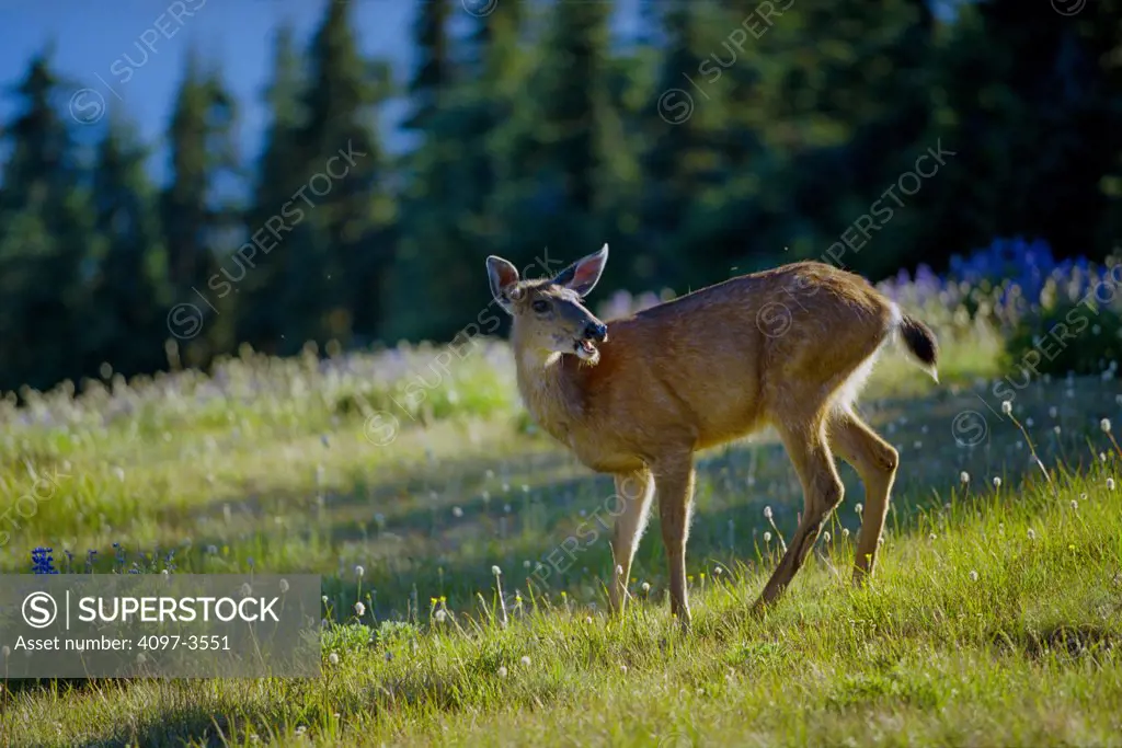 Mule deer (Odocoileus hemionus) standing in a field, Olympic National Park, Washington State, USA