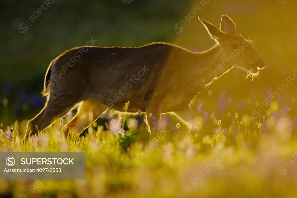Mule deer (Odocoileus hemionus) walking in a field, Olympic National Park, Washington State, USA