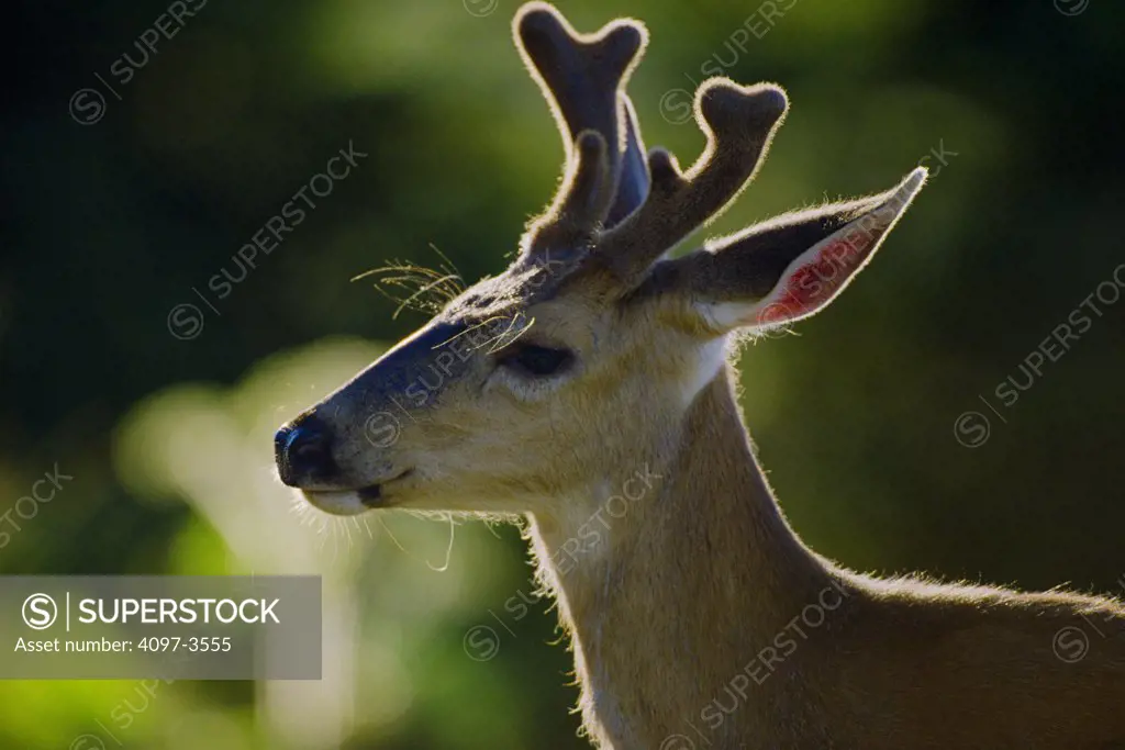 Close-up of a Mule deer (Odocoileus hemionus), Olympic National Park, Washington State, USA