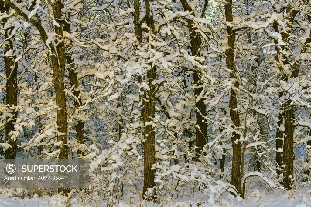 Snow covered trees in a forest, Manitoba, Canada
