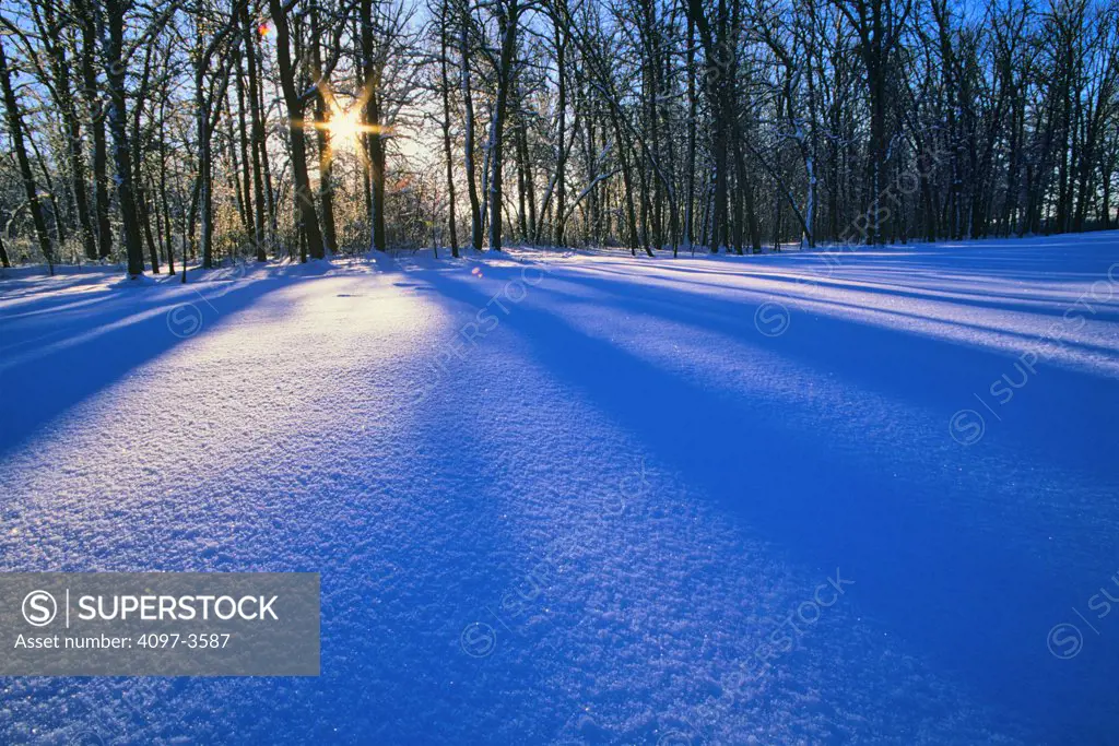 Snow covered landscape with trees in a forest, Manitoba, Canada