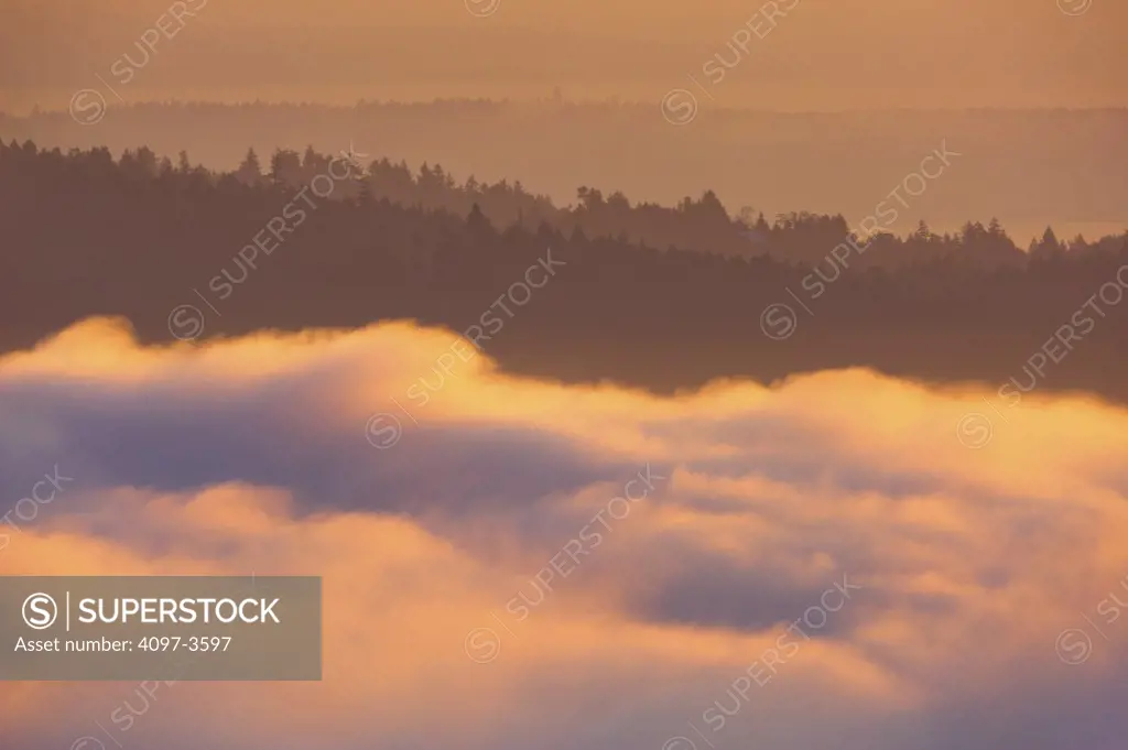 Trees in foggy morning, Saanich Peninsula, Victoria, British Columbia, Canada