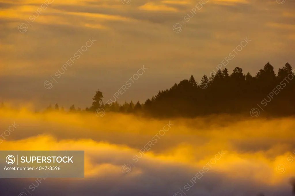 Trees in foggy morning, Vancouver Island, British Columbia, Canada