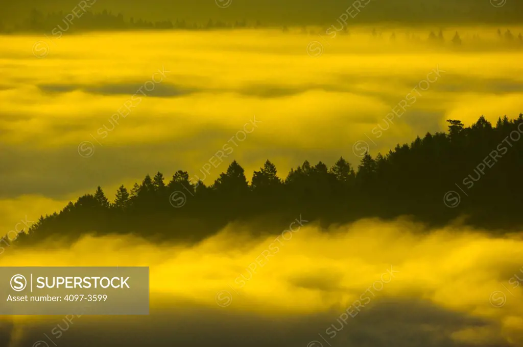 Trees in foggy morning, Vancouver Island, British Columbia, Canada