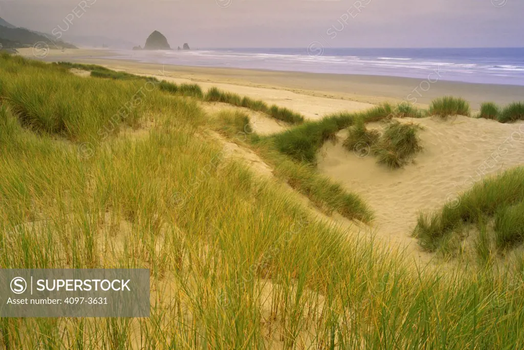 Grass on the beach with Haystack Rock in the background, Cannon Beach, Oregon Coast, Oregon, USA