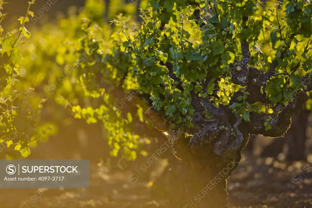 Grape vines, Sonoma Valley, Sonoma County, California, USA