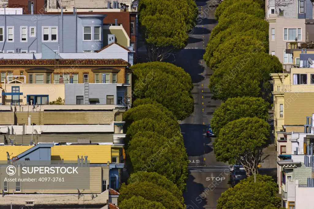 High angle view of houses and trees along a street, San Francisco, California, USA