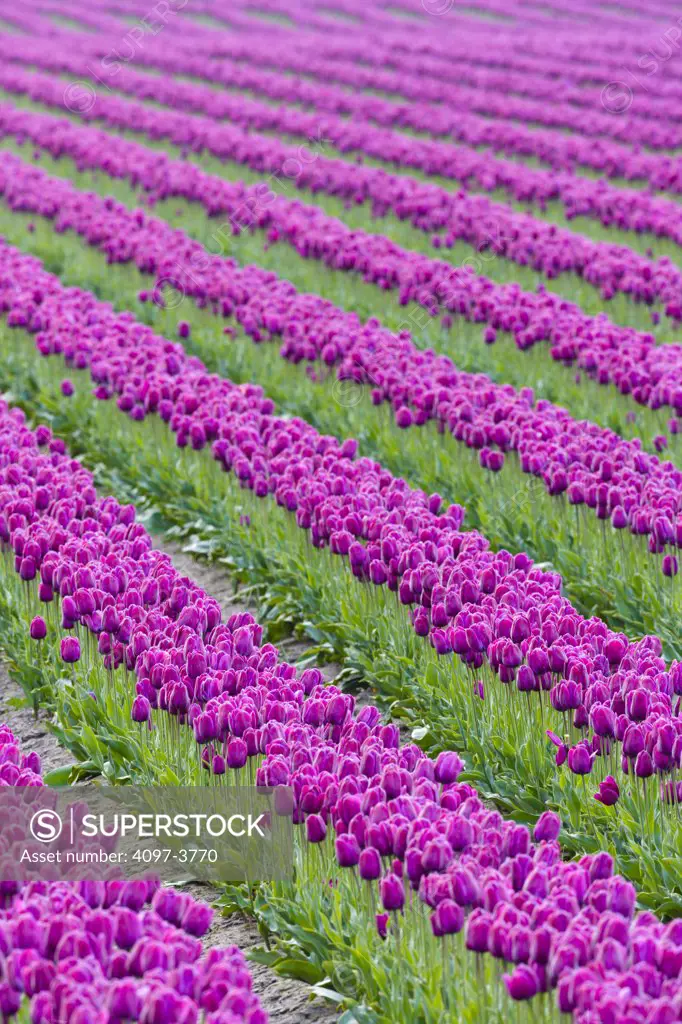 Tulip flowers in a farm, Skagit Valley, Washington State, USA