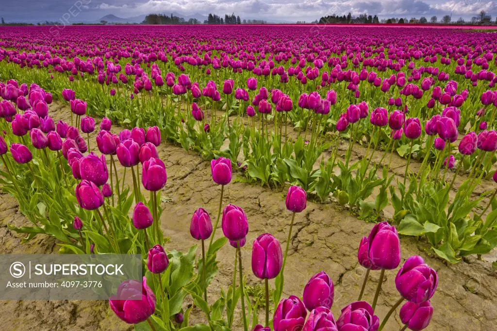 Tulip flowers in a farm, Skagit Valley, Washington State, USA