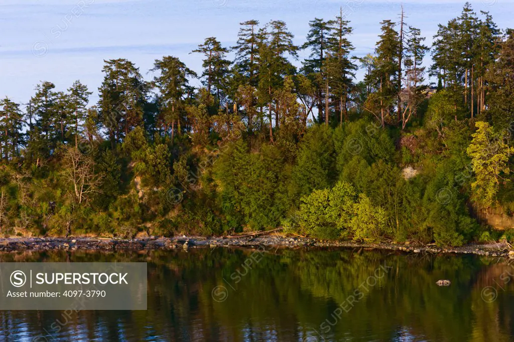 Reflection of trees on water, Haro Strait, Saanich Peninsula, Victoria, British Columbia, Canada