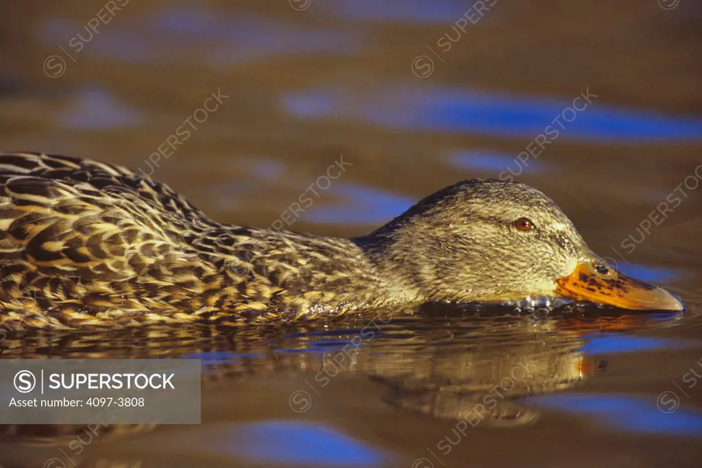 Mallard Duck (Anas platyrhynchos) on pond