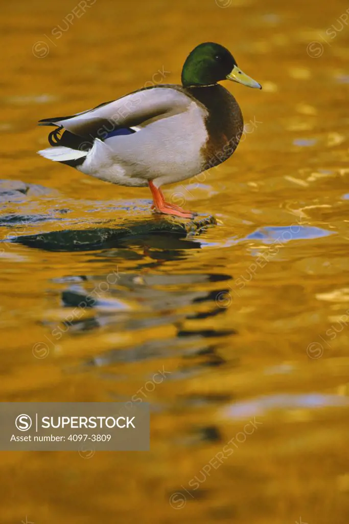Mallard Duck (Anas platyrhynchos) on pond at sunset