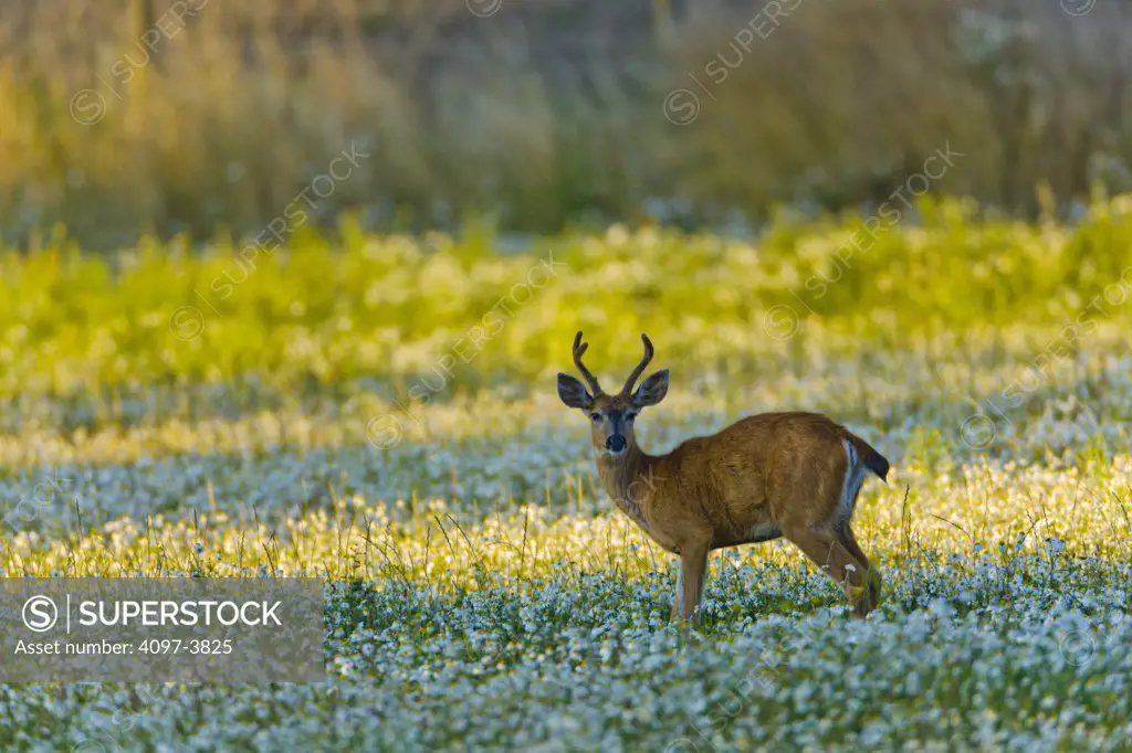 Canada, British Columbia, Vancouver Island, Blacktail Deer (Odocoileus hemionus columbianus)