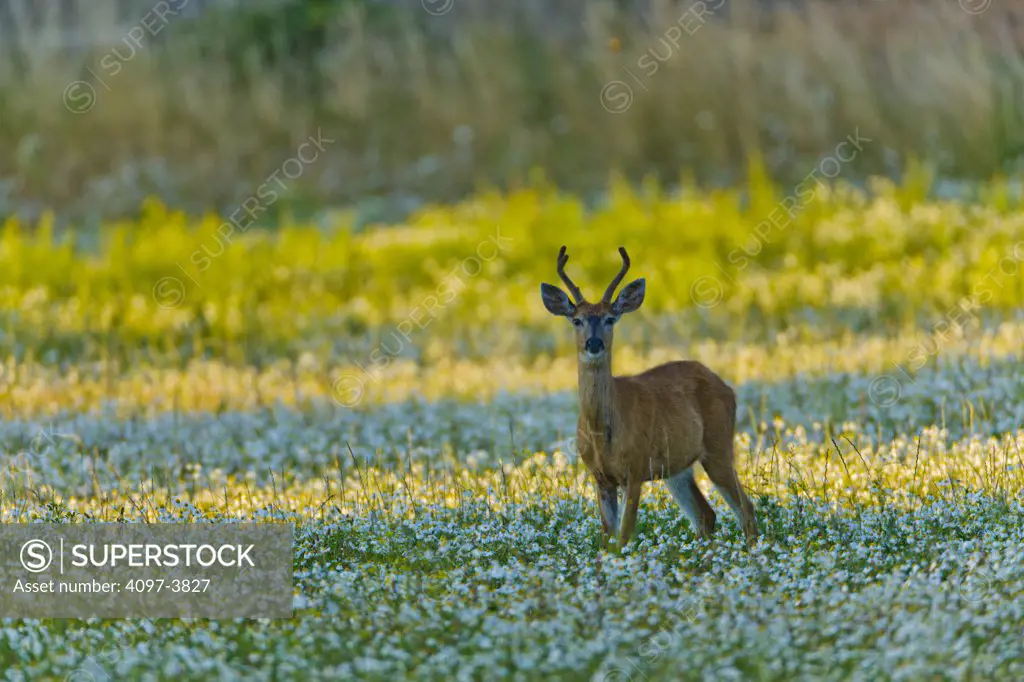 Canada, British Columbia, Vancouver Island, Blacktail Deer
