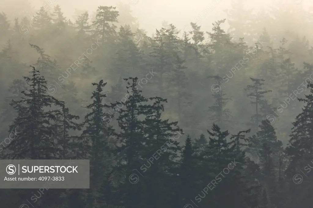 Canada, British Columbia, Saanich Penisula, forest in fog