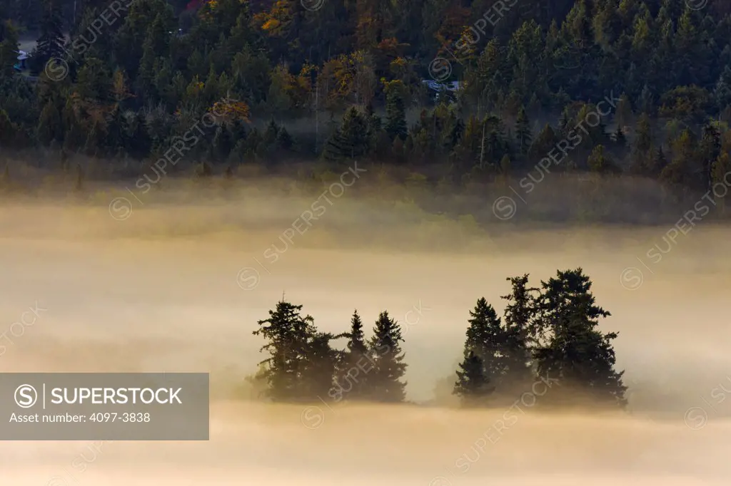 Canada, British Columbia, Saanich Penisula, tree top in fog