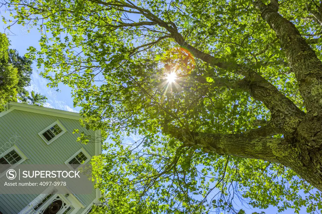 Sun viewed through leaves of a tree in front of an old house, Mahone Bay, Nova Scotia, Canada