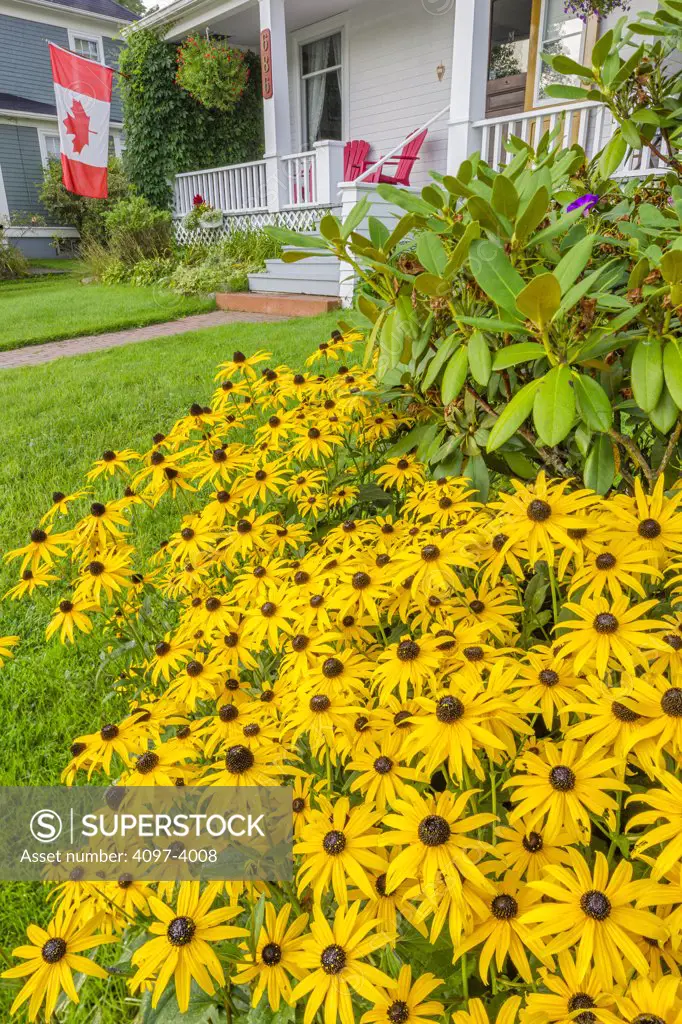 Coneflowers in a lawn in the lawn of a Bed and Breakfast, Mahone Bay, Nova Scotia, Canada