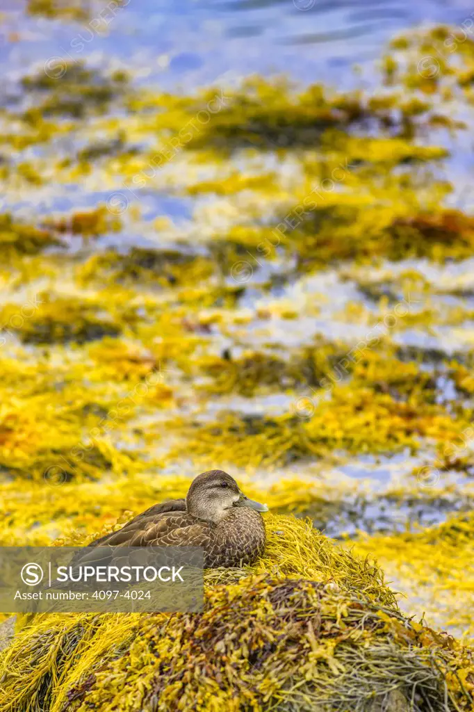 Duck resting on seaweed, Boutiliers Point, Nova Scotia, Canada