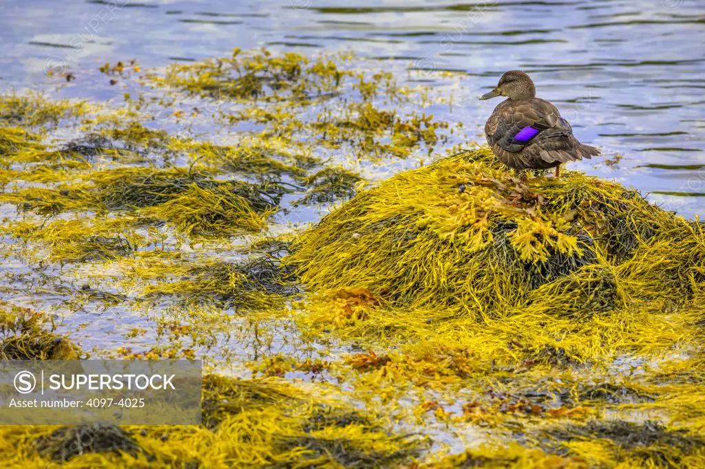Duck on seaweed, Boutiliers Point, Nova Scotia, Canada