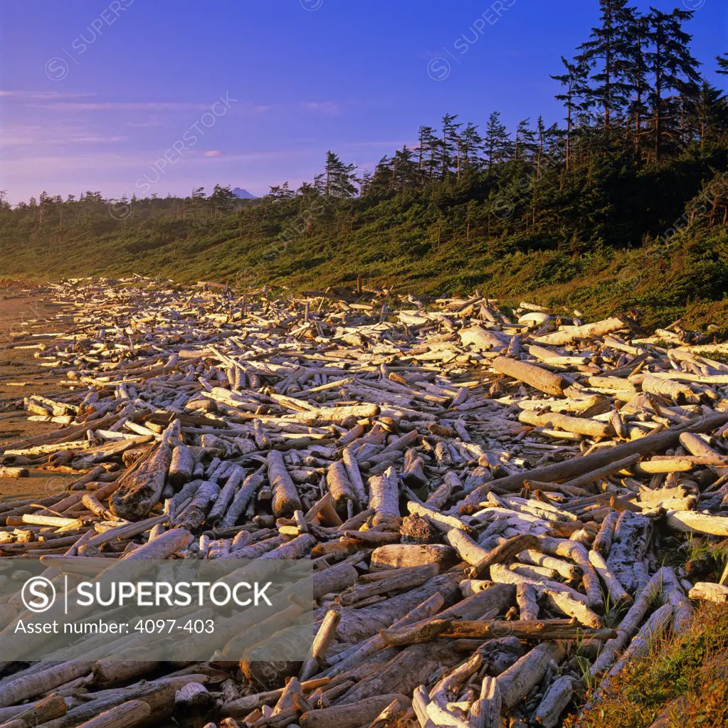 Driftwoods on the beach, Long Beach, Pacific Rim National Park Reserve, Vancouver Island, British Columbia, Canada