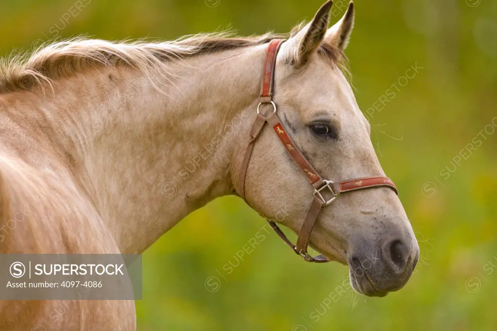Close-up of a horse, Cape Turner, Prince Edward Island, Canada