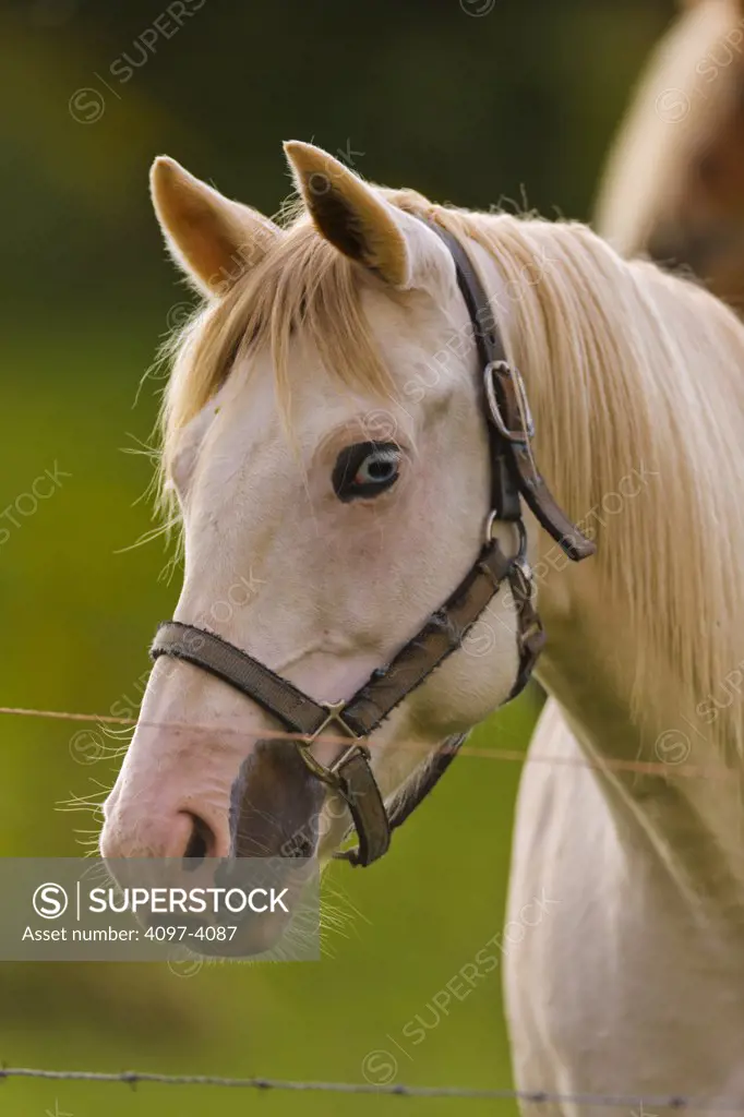 Close-up of a horse, Cape Turner, Prince Edward Island, Canada