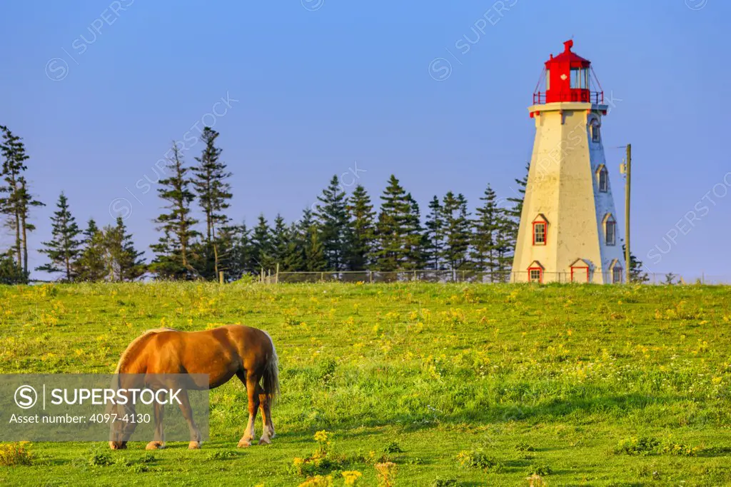 Horse grazing near a lighthouse, Panmure Island lighthouse, Panmure Island, Prince Edward Island, Canada