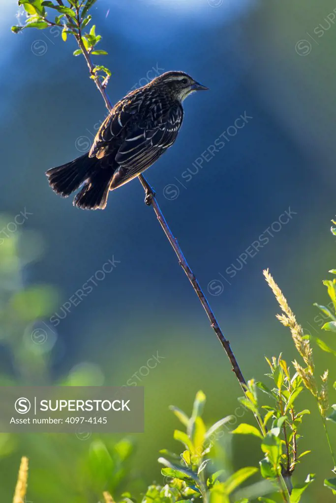 Close-up of a Blackbird (Turdus merula) perching on a branch, Vancouver Island, British Columbia, Canada