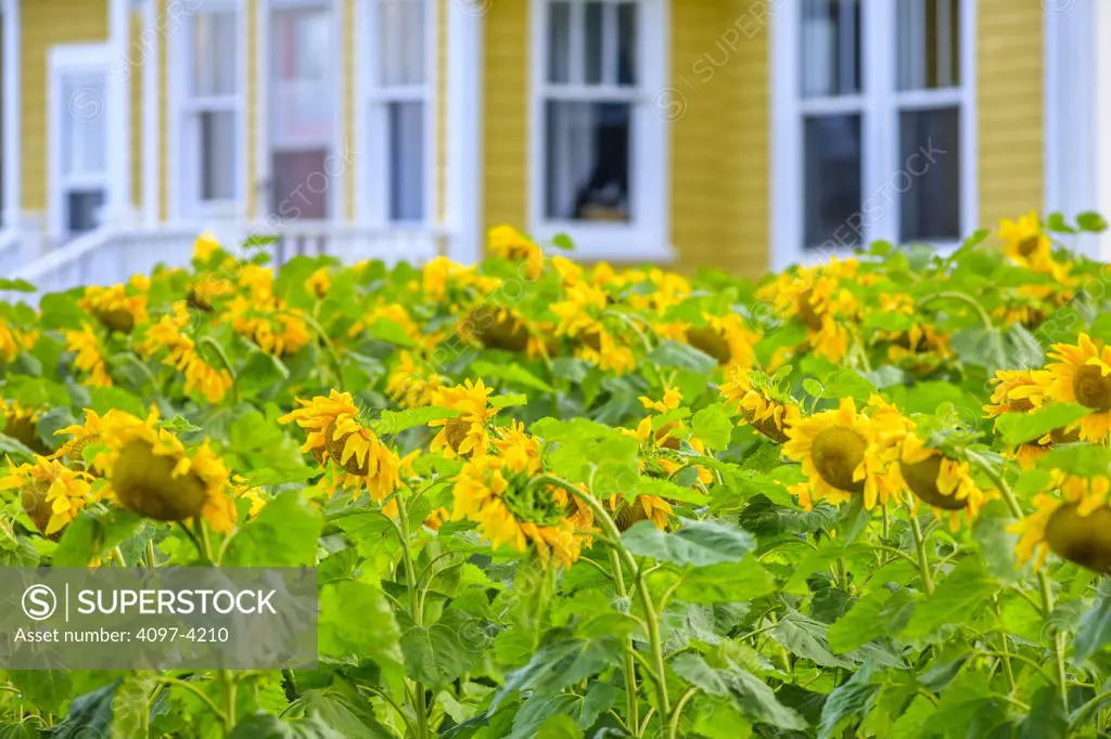 Sunflowers in a field, North Rustico, Prince Edward Island, Canada