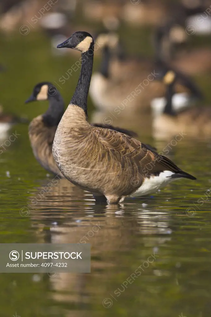 Canada, Vancouver Island, Saanich Peninsula, Canada Geese in water