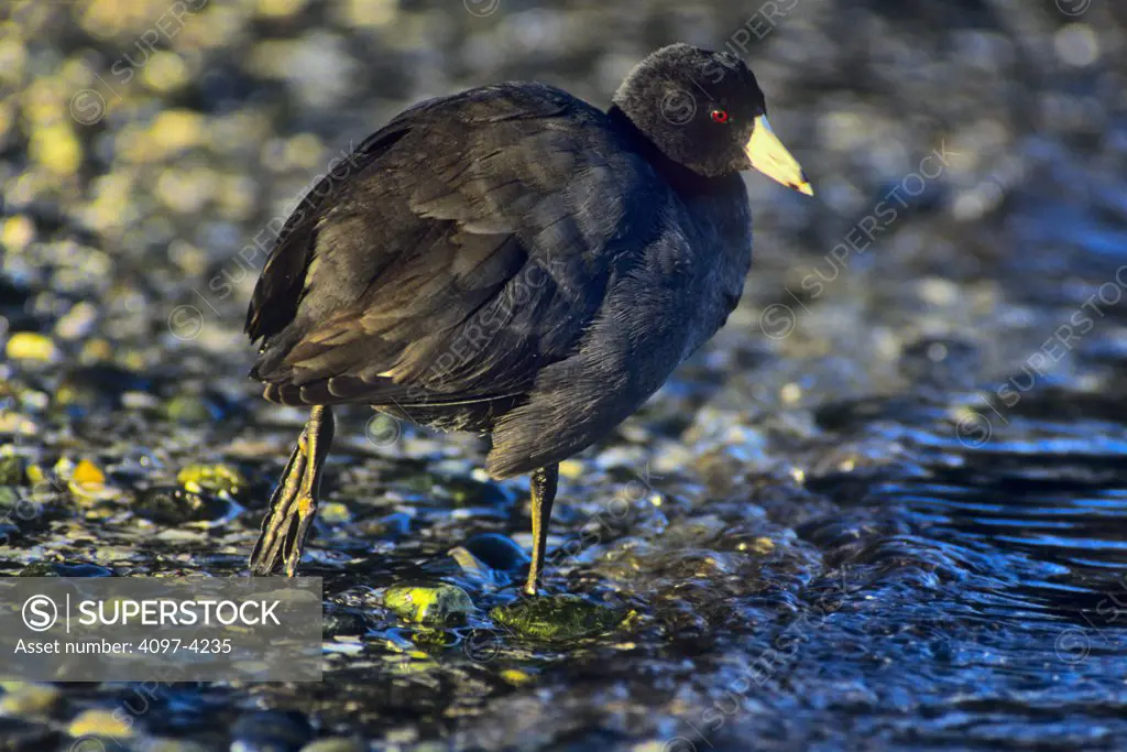 Canada, Vancouver Island, Coot duck on lakeshore