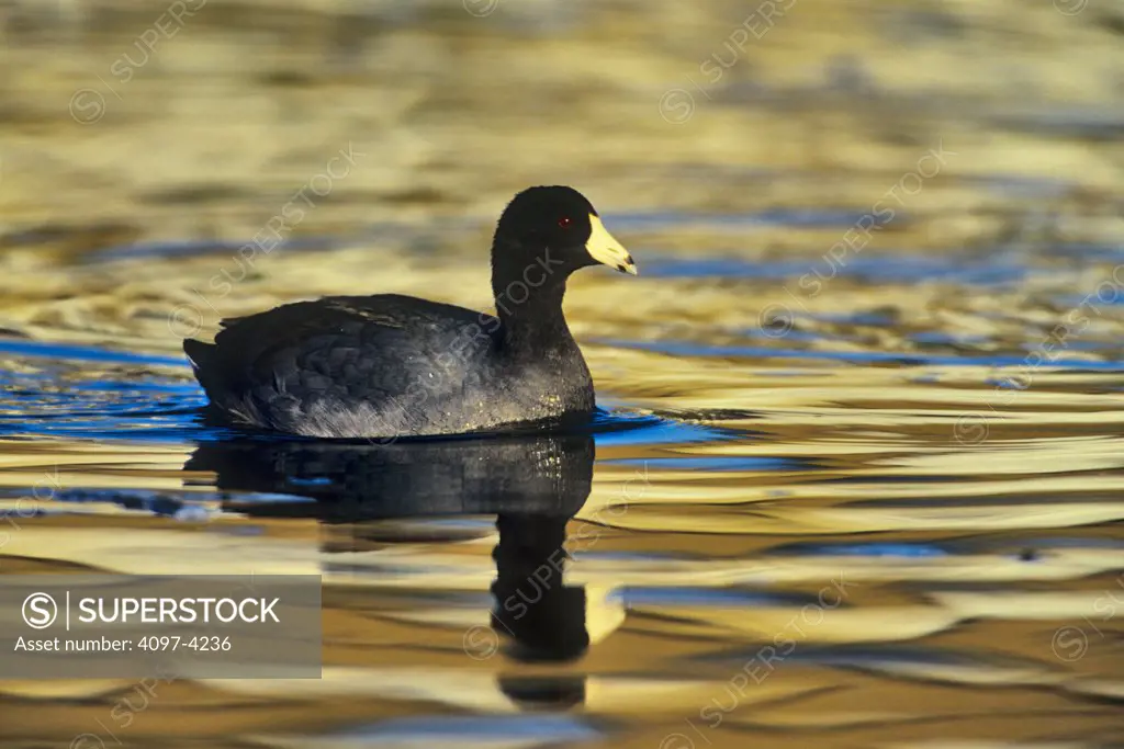 Canada, Vancouver Island, Coot duck in water